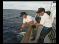 Catching yellow fins