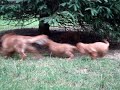Brulee and pups wrestling