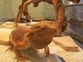 Bearded Dragon eating Locusts - Pogona Vitticeps Bearded Dragon eating Locusts - Pogona Vitticeps