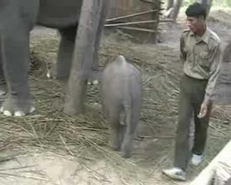 Elephant Tiger Tops Child