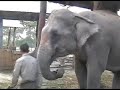 tiger-tops-baby-elephant.html
