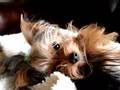 Yorkie Boy PICO waking from a nap...