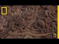 Rattlesnake Roundup