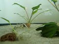 Ghost shrimp dropping eggs Ghost shrimp dropping eggs