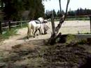 Spectacle Poney Club V Spectacle Poney Club V