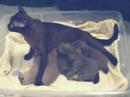 Burmese kittens Burmese kittens