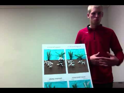 how to isolate endophytic fungi