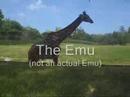 Z.S.I. Zoo Scene Investigation - Thumb #3