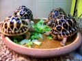 My Star Tortoise Eating You Mak.