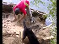 Bacalhau e seu cao Figo