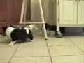 音源のみ：動画は拾いもの。JAバンク福岡の華丸大吉。