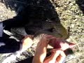 el pavo asecino el pavo asecino