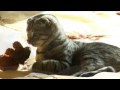 Pussy Game