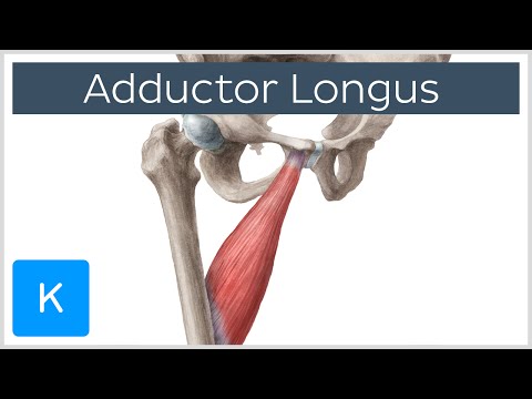 how to locate symphysis pubis