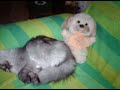 眠りネコ動画