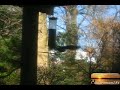 The Whirling Squirrel