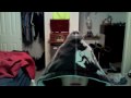 GNGSTA-gangsta vlog
