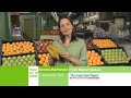 Woolworths Fresh Market Update 13-16 Nov 2008