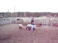 Ollie german Shepherd Sheep herding