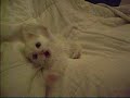 Котенок кусает свою ногу part 1