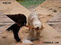 Preciosas fotos de Perros de agua espa�ol-pdae desde Cantabr