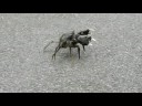London Wetland Centre - Crab 1