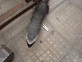 Hur�n acechando a mi gata