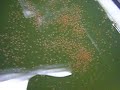 ミジンコ