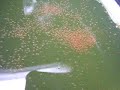 ミジンコ