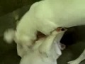 Hammer the Bulldog Hammer the Bulldog