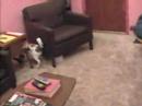 Papillon video