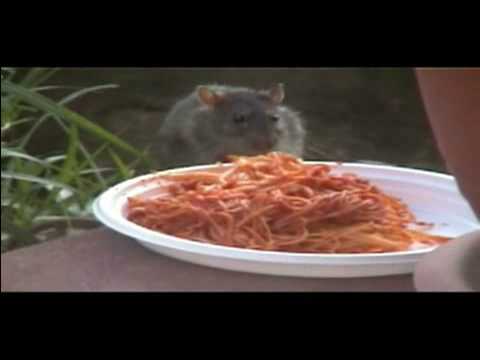 Immagine anteprima YouTube