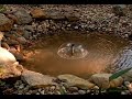 sunterra - edge your pond