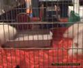 Partecipazione alla Mostra Felina