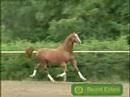 Horses & Jumping~Switch