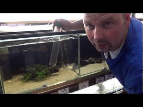 how to care aquarium fish