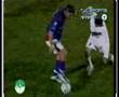 TIGRE BANFIELD