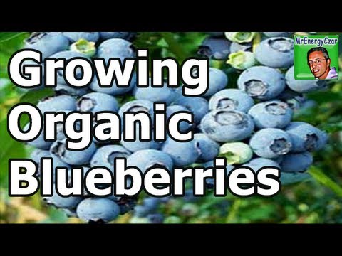 how to grow blueberries in ct