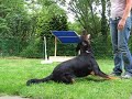 training toter hund