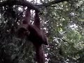 Orang-utan in wild - Sumatra