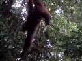 Orang-utan in wild - Sumatra