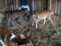 Jersey Heifers Playing