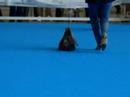 Ch.Lara Croft de La Villa y Corte, best o breed and 2ndGroup Terrier in the International Dog Show Talavera de La Reina May 19-20,2007
