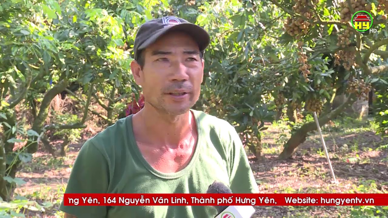 Nhãn sớm ở vùng nhãn lồng Nễ Châu được giá