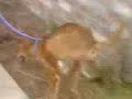 Sugar the Dog 2