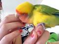 in memory of a peach faced lovebird