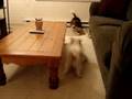 videos de Callie Stalks