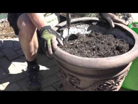 video-linktoworks-How Much Soil should I Use if I am Replanting My...