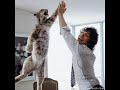 Funny Dogs & Cats Funny Dogs & Cats