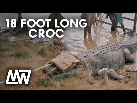 One of the LARGEST CROCS Matt Wright has ever caught